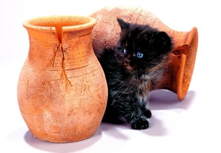 HALLOWEEN KITTY - black, vases, hidden, kitty