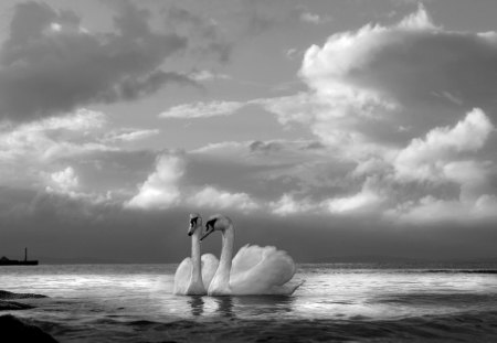 PRETTY COUPLE - lake, swans, night, grayscale