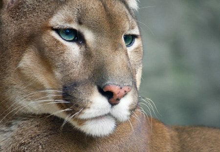 Cougar - cat, whiskers, cougar, eyes