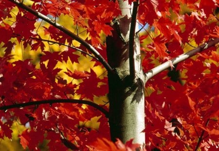 autumn - bright, colors, tree, autumn