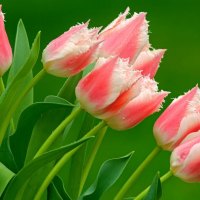 Delicate tulips