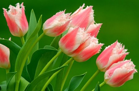 Delicate tulips