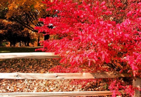 pretty tree - orange, tree, autumn, pretty