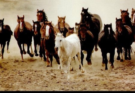 alot of horses - pretty, running, horses, heard