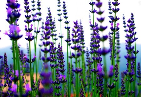 LAVENDER STRANDS - blossoms, strands, field, flowers, lavender