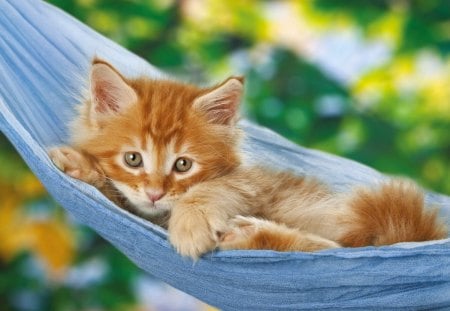 Comfortable place - nice, trees, fluffy, hammock, greenery, cute, look, garden, relax, comfortable, cat, adorable, kitty, summer, place, lovely, kitten, nature, beautiful, rest, leaves, animal, sweet