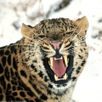 nice kitty