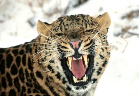 nice kitty - teeth, leopard, big, kitty