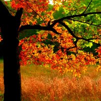 AUTUMN TREE