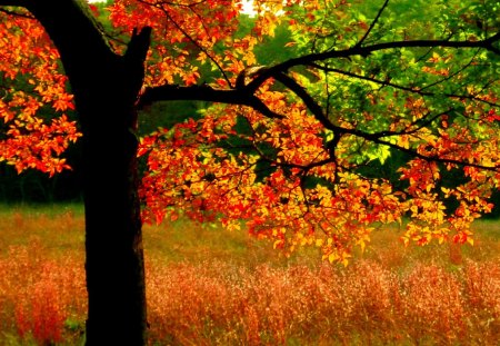 AUTUMN TREE - forst, colors, tree, leaves