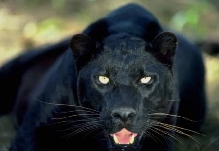 panther - pretty, black, eyes, panther