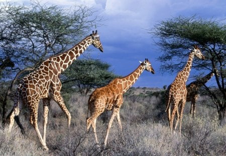 giraffes - long, giraffes, tall, three