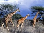 giraffes