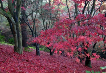 forest - hill, forest, trees, pink