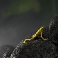 A Unique Frog :) !