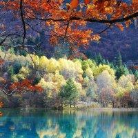 Autumn Trees and Forest River