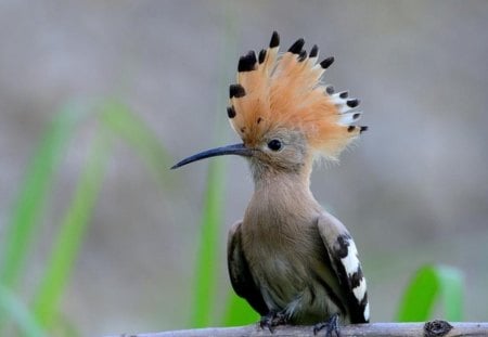 beautiful bird - crown on her head, feathers, beak, bird