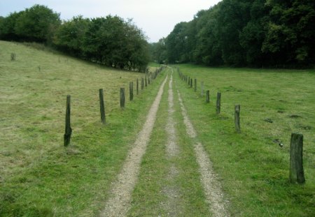 Walk in the park - nature, fields, trees, green, grass