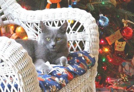 One cozy CHRISTMASâ™¥ - animals, cat, love, christmas, forever, miracle, confortable, tree, joyful, gray