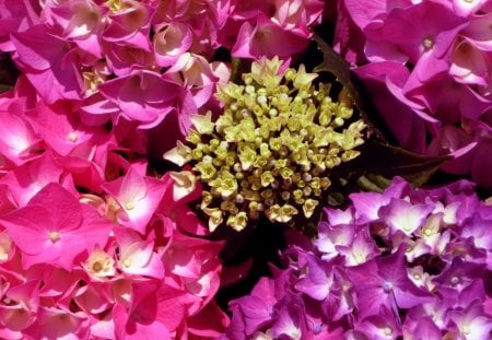 Flowers - nature, purple, flowers, pink