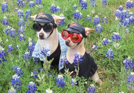 Spring Fashion Dogs - pretty, attractions in dreams, hats, spring, couple dogs, flowers, dogs, beloved valentines, most downloaded, fashion dogs, sunglasses, photography, smart, lovely, cool, cute, adorable, love four seasons, animals