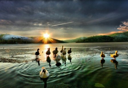 A DAY FOR THE BIRDS - birds, sunset, beach, ocean, mountains