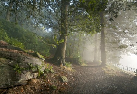 Forest - fog, forest, trees, road