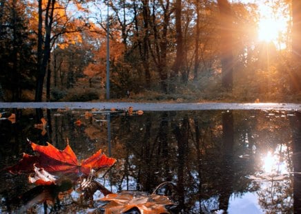 Autumn Sunset - leaves, pond, sunset, autumn