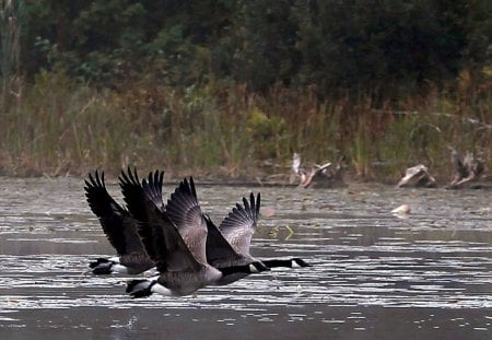 Canada Geese in Flight - geese, flying, canada, nature