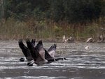 Canada Geese in Flight