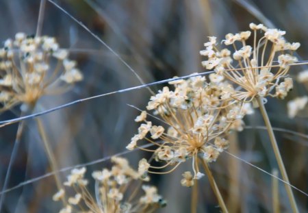 SUBDUED ELEGANCE - flowers, white, delicate, lacy, gardens, plants