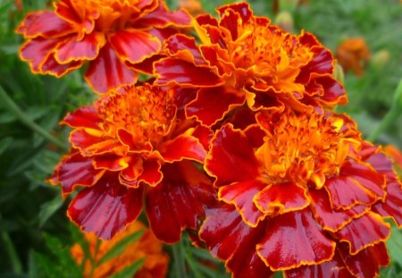 MERRY MARIGOLDS - red, rain, orange, flowers, gardens, plants