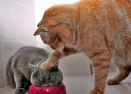 Take That, You Little Squirt! - interior, animals, bowl, cats