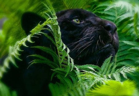 Black Panther