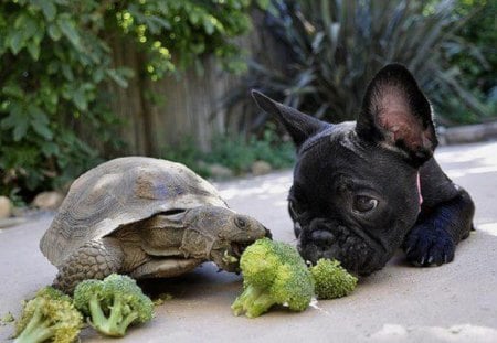 Learning To Share - turtle, dog, puppy, animals, others