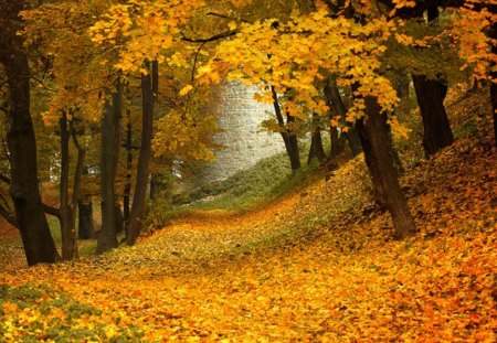 beautiful autumn - fall leaves, nature, beautiful, autumn