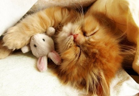 cute sleeping beauty - cute, sleeping, kitty, cat