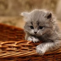 kitty in a basket