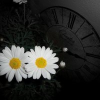 * Time for daisies *