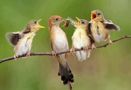 Squabbling Over Breakfast - nature, angry, animals, birds