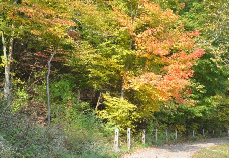 Fall at Sharon Woods - orange, green, fall, yellow