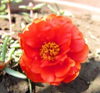 Orange flower