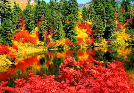 Autumn colors - nice, lakeshore, autumn, trees, riverbank, water, colorful, reflection, river, pond, lake, shore, lovely, nature, beautiful, red, leaves, colors