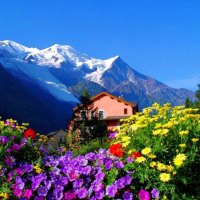 Mountain flowers