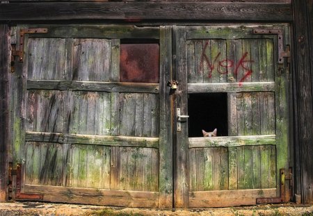 Cat - nice, gate, cat, door, green, country, bronze, barn