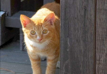 Cat - pretty, cat face, wood, cat eyes, eyes, grass, paws, kitten, cats, face, puppy, beautiful, beauty, puppies, lovely, love, sweet, cat, wooden, green, cute, adorable, animals, kitty