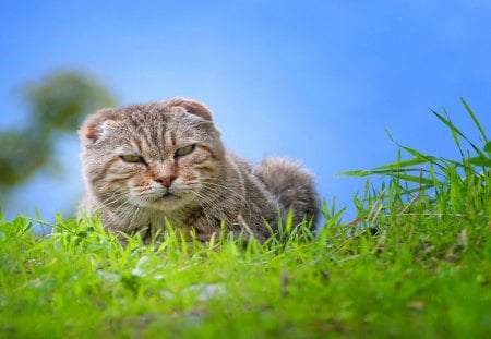 Lazy and angry - pretty, cat face, wood, cat eyes, eyes, grass, paws, kitten, cats, face, puppy, beautiful, beauty, puppies, lovely, love, sweet, cat, wooden, green, cute, adorable, animals, kitty