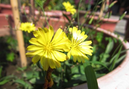 Yellow flowers - leaves, flowers, yellow, flower pots