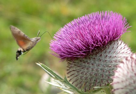 *** Thistle *** - natura, kwiaty, ostu, kwiat