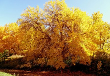 *** Autumn tree *** - las, dzrzewa, jesien, natura